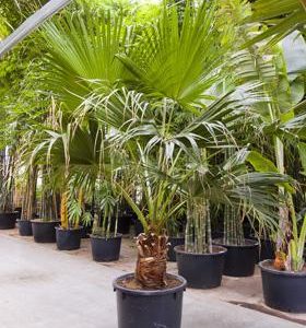 Hydro- Livistona Chinensis vanaf