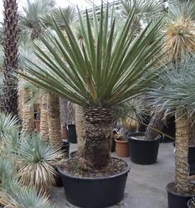Hydro- Yucca faxoniana vanaf