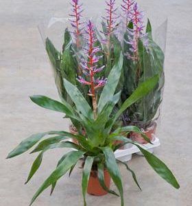 Hydro- Aechmea blue rain vanaf