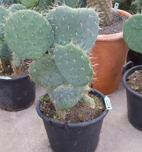 Hydro- Opuntia Rotundifolia vanaf