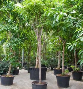 Hydro- Brownea grandiceps vanaf