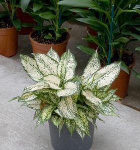 Hydro- Aglaonema valentine vanaf