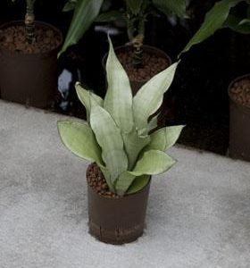 Hydro- Sansevieria moonshine vanaf