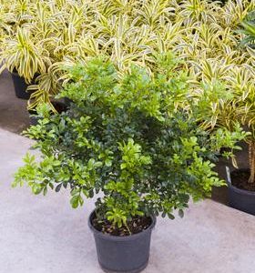 Hydro- Aglaia  vanaf