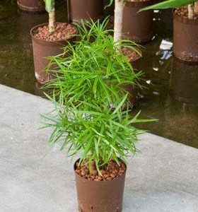 Hydro- Asparagus falcatus vanaf