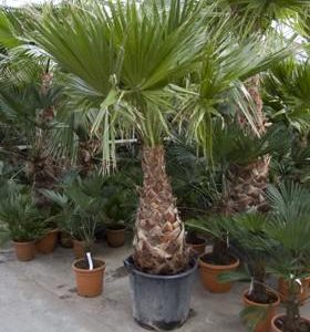 Hydro- Washingtonia robusta vanaf