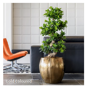 Planten/hydrocultuur planten onderhoud en aanleg