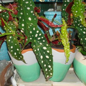 Blauw turquoise geglazuurd aardewerk met grijze bovenrand, Luimes & Luimes, geglazuurd Santos 3-1 sp. green 15x15x15 aardewerk plant pot/ bloem vaas (op voorraad) v2