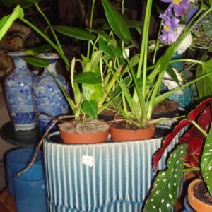 blauw aardewerk, Ter Steege Luimes en Luimes, geglazuurd ovale plant pot bloem vaas  Planter Onno blauw D36x15xH33  (op voorraad) v2