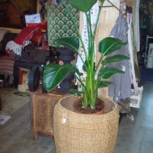 Bruin naturel rotan, Lauco ,  Muga mand  groot plant pot bloem vaas rond doorsnede 47 cm hoog 60 cm geplastificeerd aan de binnen kant ( op voorraad ) v1