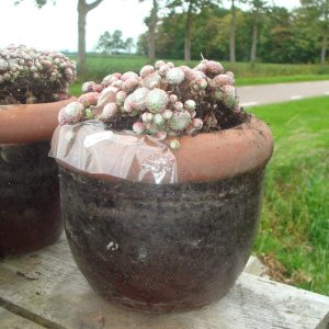 rood bordeaux aardewerk, Nieuwkoop Europe, geglazuurd , Mystic Ocean, plant pot bloem vaas 17 cm hoog en 21 cm doorsnede (op voorraad) V1